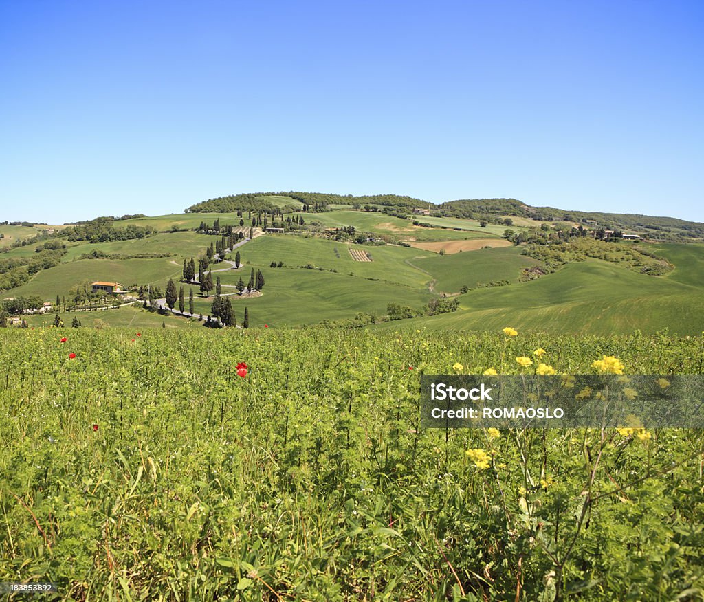 Bobinado cypress forrado road en Monticchiello Val d'Orcia, Toscana, Italia - Foto de stock de Campo - Tierra cultivada libre de derechos