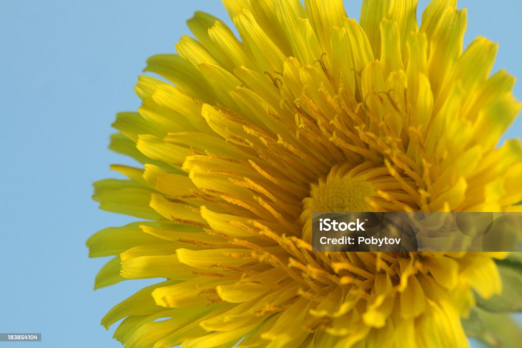 Dandelion Close up of yellow dandelion flower head isolated on a blue background Abstract Stock Photo