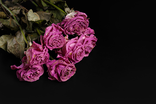 Dry pink roses on a black background. Dead roses close up, copy space. The concept of loneliness, age, sadness, old age, unhappy love, loss.