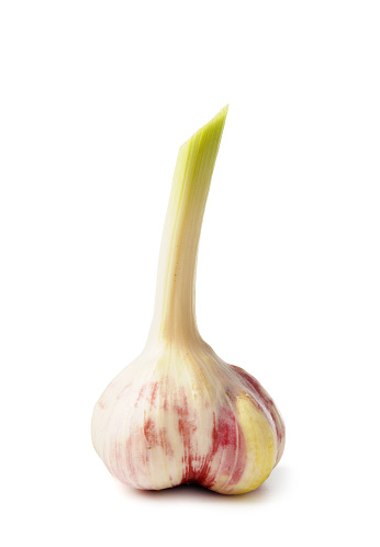 Whole head of young organic garlic, isolated on white background, close-up.