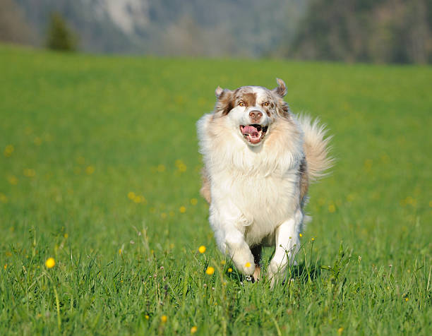 istock Happy Australian Shepherd playing outside in the evening sun 183854474
