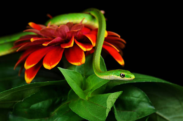 istock Rough Green Snake Curled on a Zinnia looking left. 183854479