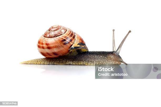 Photo libre de droit de Escargot Isolé Sur Blanc banque d'images et plus d'images libres de droit de Blanc - Blanc, Cassolette d'escargots, Cuisine française