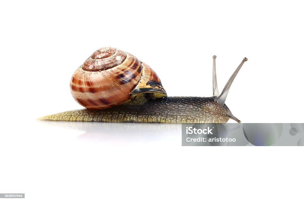 Snail, Isolated on White "Snail, isolated on white." Animal Stock Photo