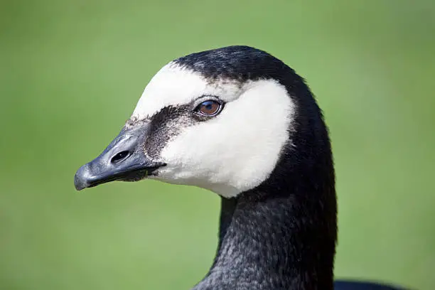 A tight portrait of a Barnacle Goose