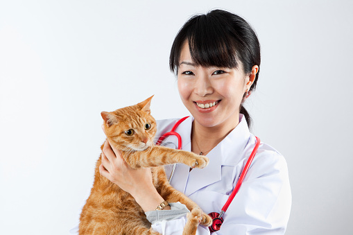 Veterinarian holding cat