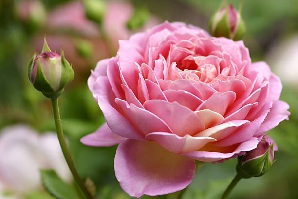 flor rosa de inglês - english rose imagens e fotografias de stock