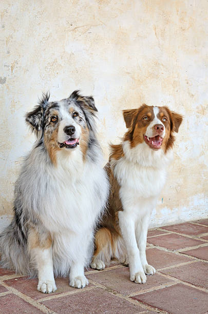 Beautiful Pair of Australian Shepherd Dogs stock photo