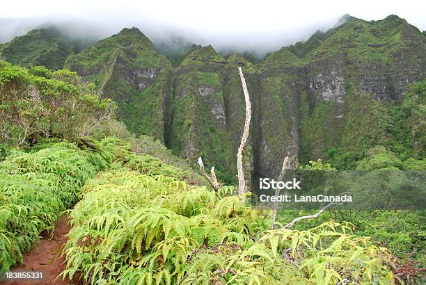 Senda De Excursionismo En Oahu Hawai Foto de stock y más banco de imágenes de Bosque - Bosque, Camino, Oahu