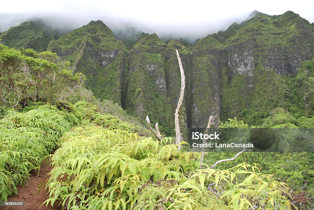Sentier de randonnée à Oahu, Hawaï - Photo de Forêt libre de droits