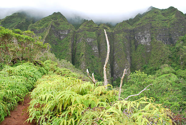 istock Hiking Trail in Oahu, Hawaii 183855331