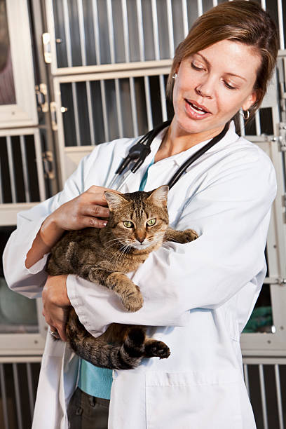 istock Worker in animal clinic holding cat 183855735