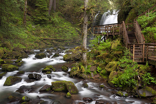 Forest Wasserfall – Foto