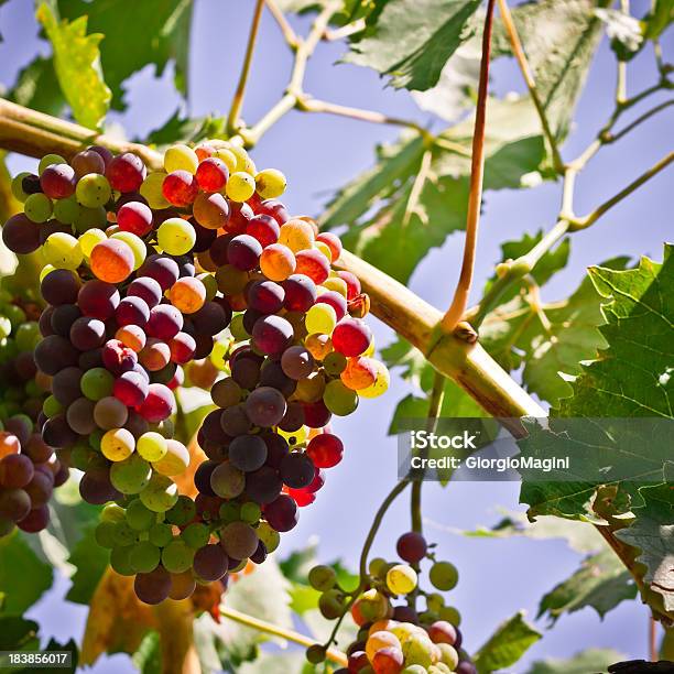 Sangiovese Wine Grapes On A Vine Chianti Region In Tuscany Stock Photo - Download Image Now