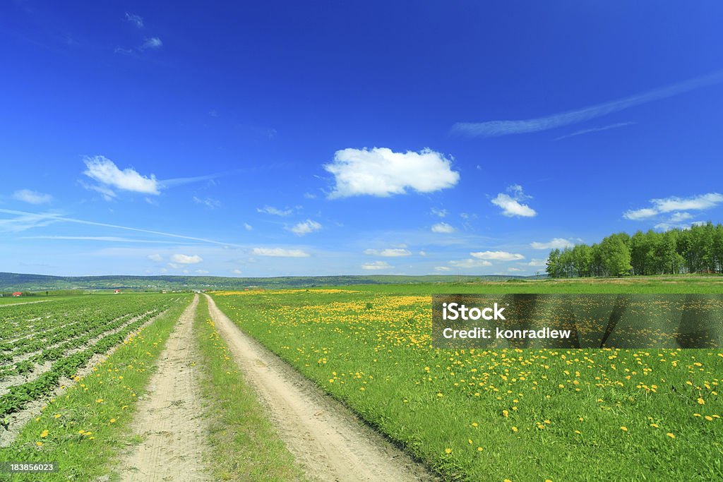 Land Landschaft mit Löwenzahn Wiese, Straße und grünem Gras - Lizenzfrei Biegung Stock-Foto