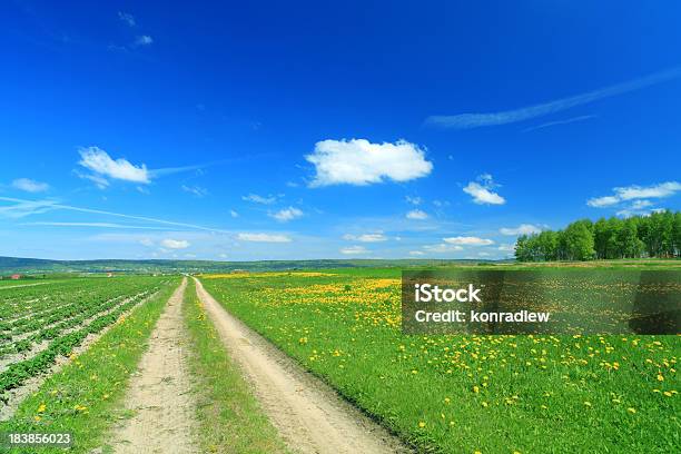国の景観たんぽぽ Meadow Road と緑の芝生 - Horizonのストックフォトや画像を多数ご用意 - Horizon, まぶしい, カラフル