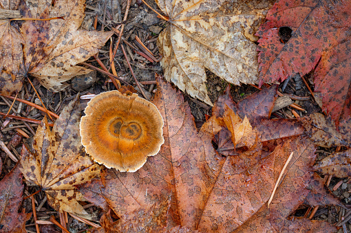 Mushroom and autumn leaves on the forest floor