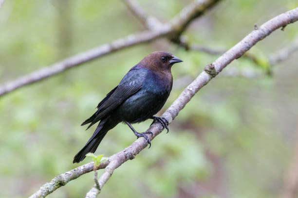 コウウチョウ - cowbird ストックフォトと画像