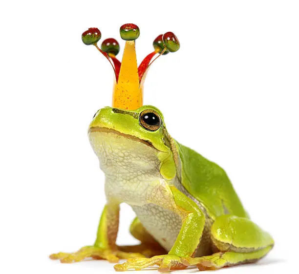 Photo of frog with crown