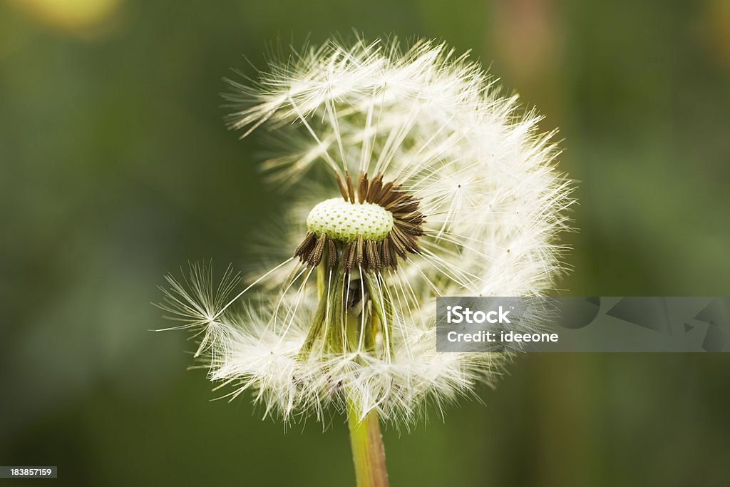 Löwenzahn Blume - Lizenzfrei Blume Stock-Foto