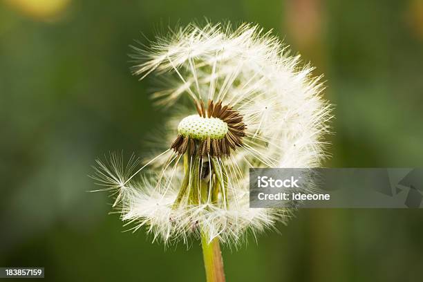 Löwenzahn Blume Stockfoto und mehr Bilder von Blume - Blume, Extreme Nahaufnahme, Fotografie