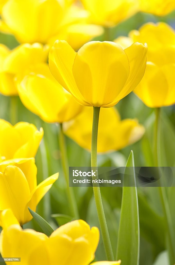 Hermosa amarillo brillante tulipanes en el sol - Foto de stock de Aire libre libre de derechos
