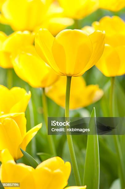 Hermosa Amarillo Brillante Tulipanes En El Sol Foto de stock y más banco de imágenes de Aire libre - Aire libre, Amarillo - Color, Belleza de la naturaleza