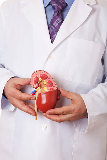 Doctor holding human kidney