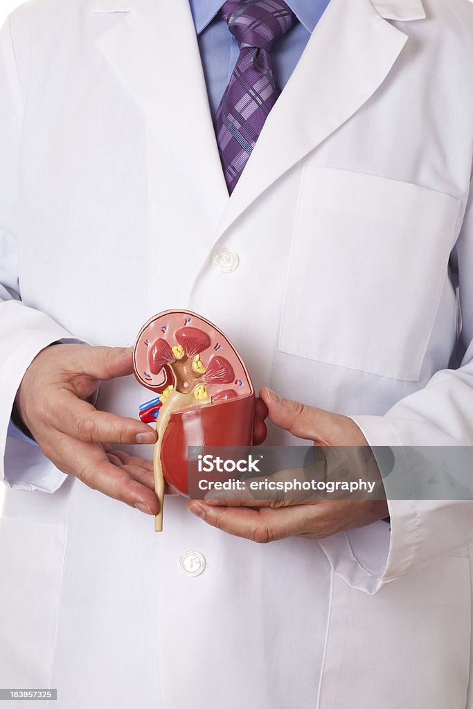 Médico segurando Rim humano - Foto de stock de Modelo royalty-free