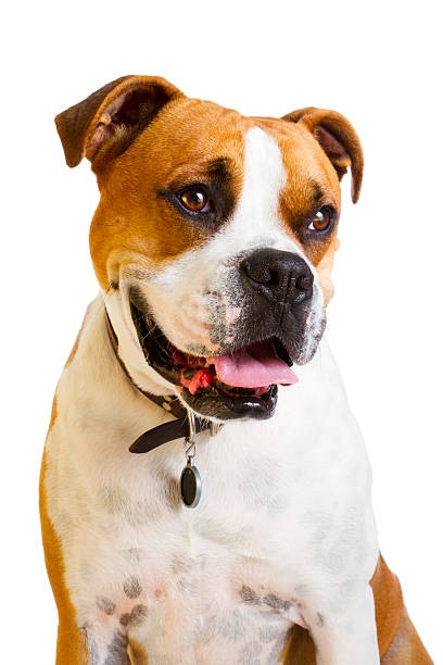boxeador perro con una gran sonrisa - boxer perro fotografías e imágenes de stock