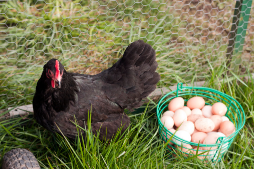 A free-range Black Australorp Hen in a grass pen with a basket full of eggs.