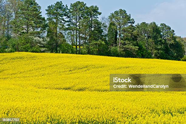 Amarillo Flores Y Árboles Foto de stock y más banco de imágenes de Agricultura - Agricultura, Aire libre, Amarillo - Color