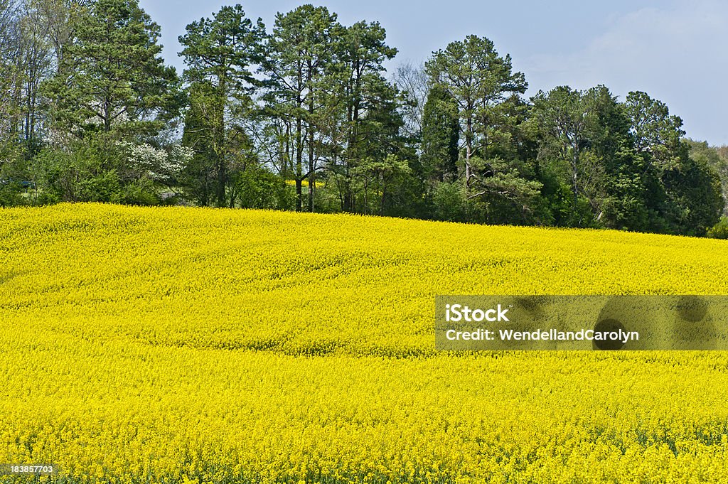 Amarelo flores e árvores - Royalty-free Agricultura Foto de stock