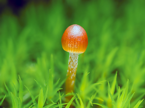Wild mushroom growing in wet forest; vintage style
