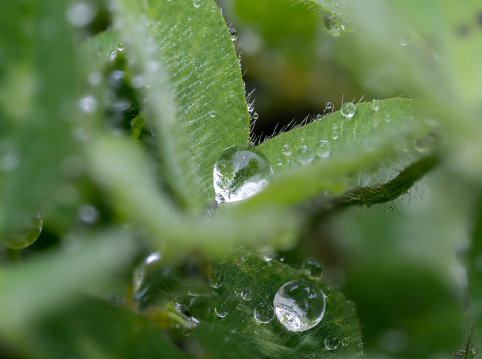 Small dew drops on green grass on a rainy day