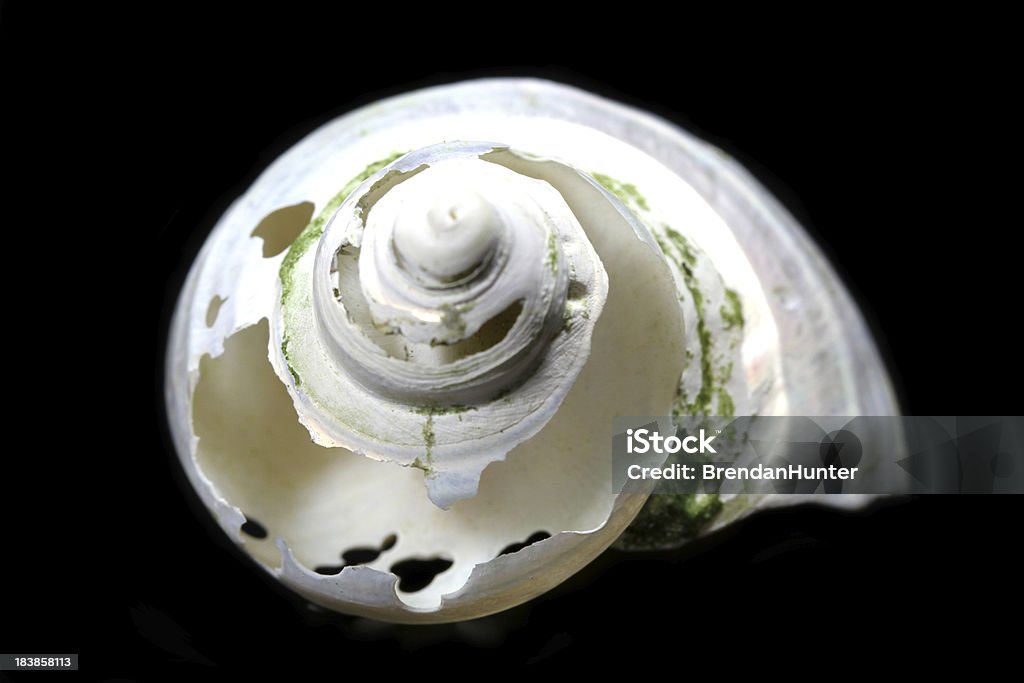 Rottura della spirale - Foto stock royalty-free di Conchiglia