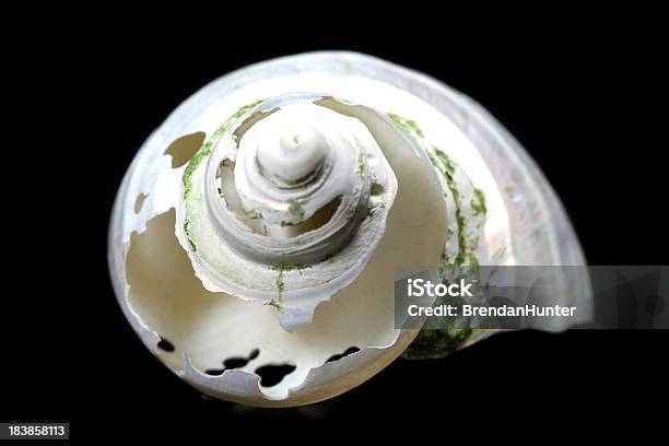 Rottura Della Spirale - Fotografie stock e altre immagini di Conchiglia - Conchiglia, Rotto, Affilato