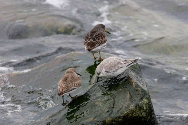 istock rock sandpiper and dunlin Sanderling 1838581481