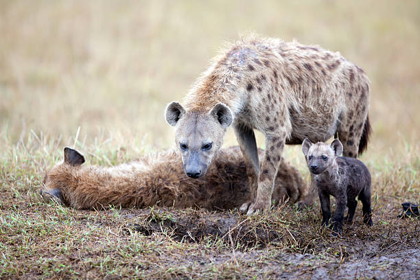 istock Spotted hyenas, Masai Mara, Kenya 183858276