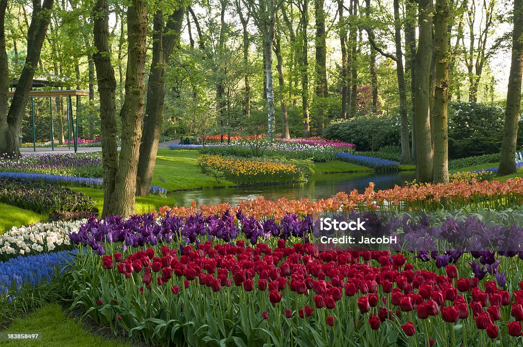 Primavera flores no parque - Royalty-free Ajardinado Foto de stock