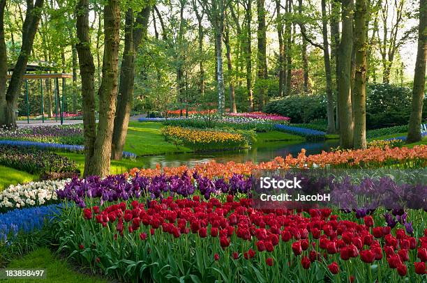 Foto de Primavera Flores No Parque e mais fotos de stock de Ajardinado - Ajardinado, Amarelo, Azul