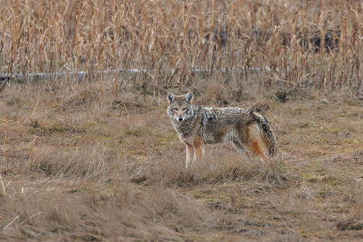 Coyote Canis latrans standing in a grass area near an urban wetland pond in Oregon. Has alert look in brown eyes . Edited.