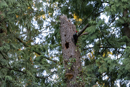 pileated woodpecker nest at Vancouver BC Canada