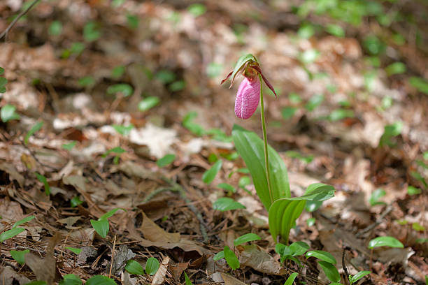 Pink Lady Slipper Orchid, Cypripedium acaule