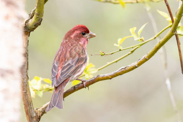istock purple finch bird 1838586131