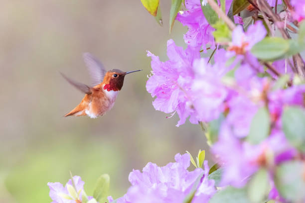 istock Rufous Hummingbird and flower 1838586675