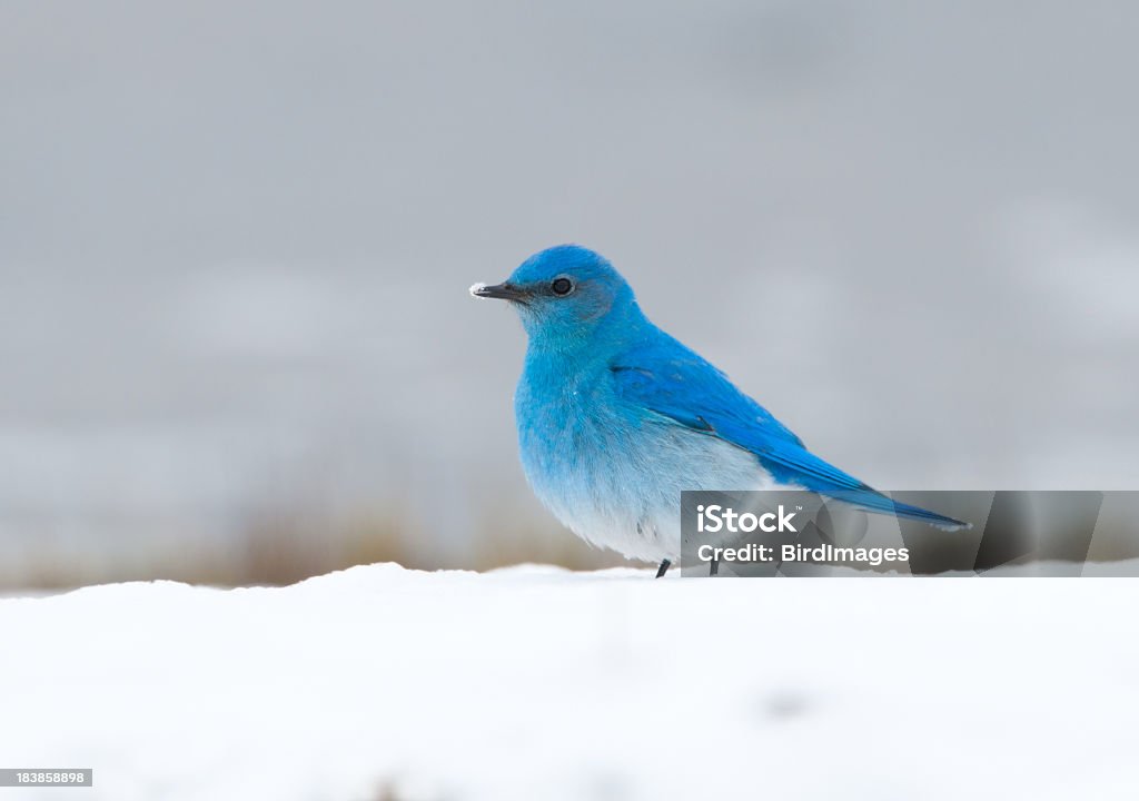Montañas Blue bird en la nieve -YNP - Foto de stock de Azulejo - Pájaro libre de derechos