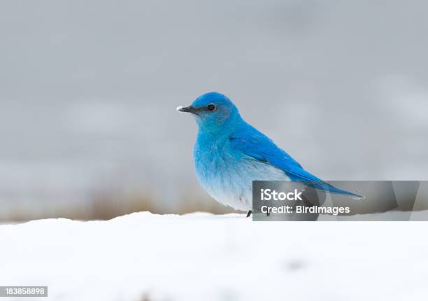 Montañas Blue Bird En La Nieve Ynp Foto de stock y más banco de imágenes de Azulejo - Pájaro - Azulejo - Pájaro, Azulejo pálido, Nieve