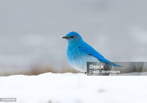 山雪ynp のブルーバード - 鳥 ブルーバードのストックフォトや画像を多数ご用意 - 鳥 ブルーバード, ムジルリツグミ, 雪