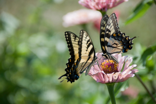 two swallowtail butterflies share a pink zinnia flower